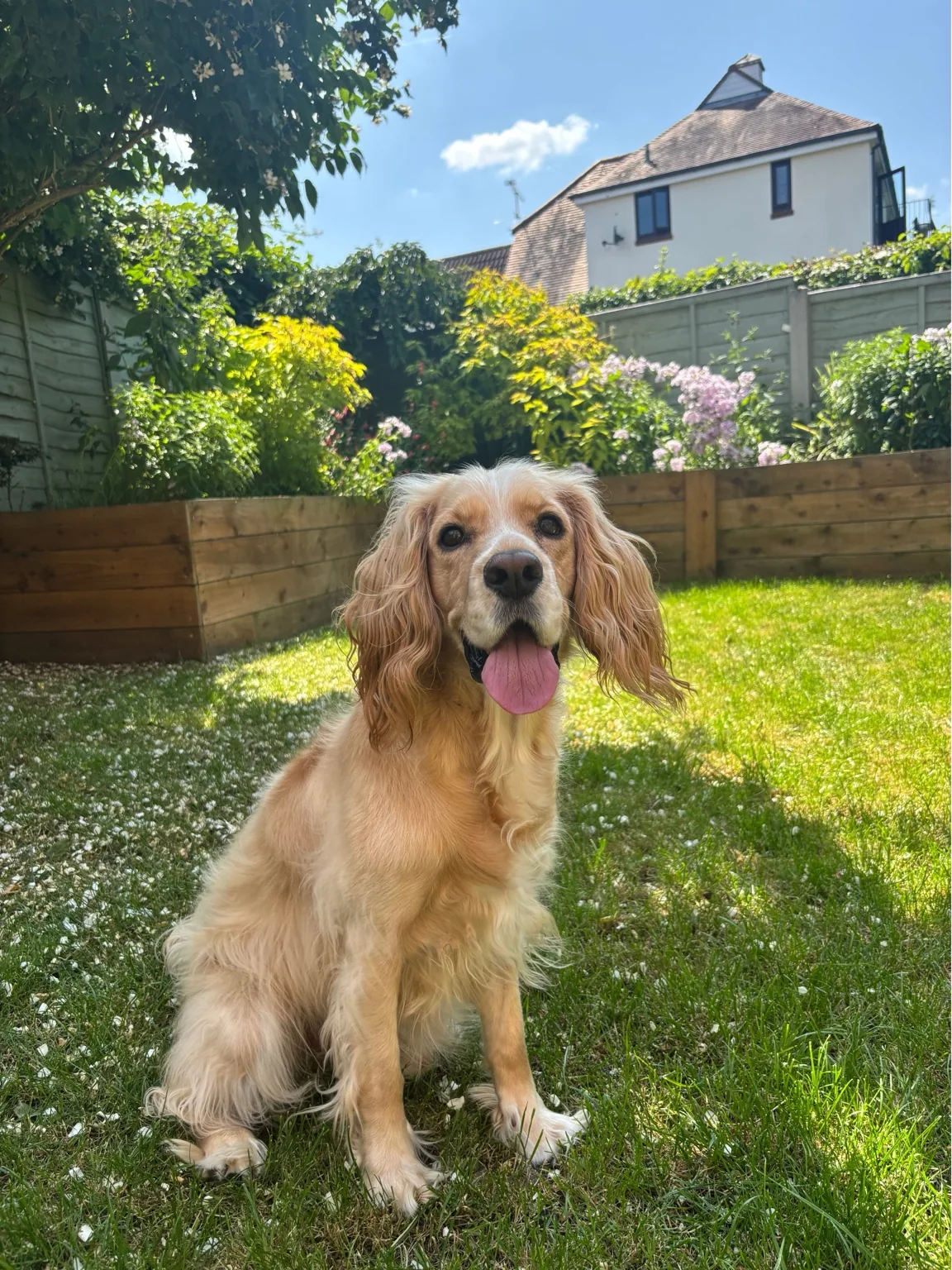 Happy hound cared for by Ella’s Hound Club