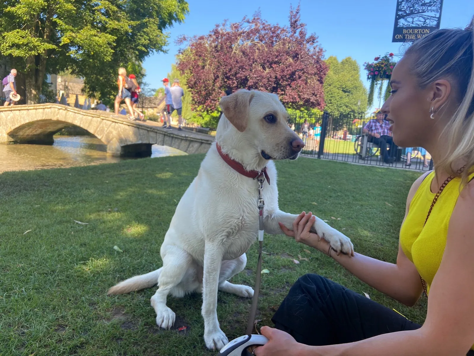 Happy hound cared for by Ella’s Hound Club