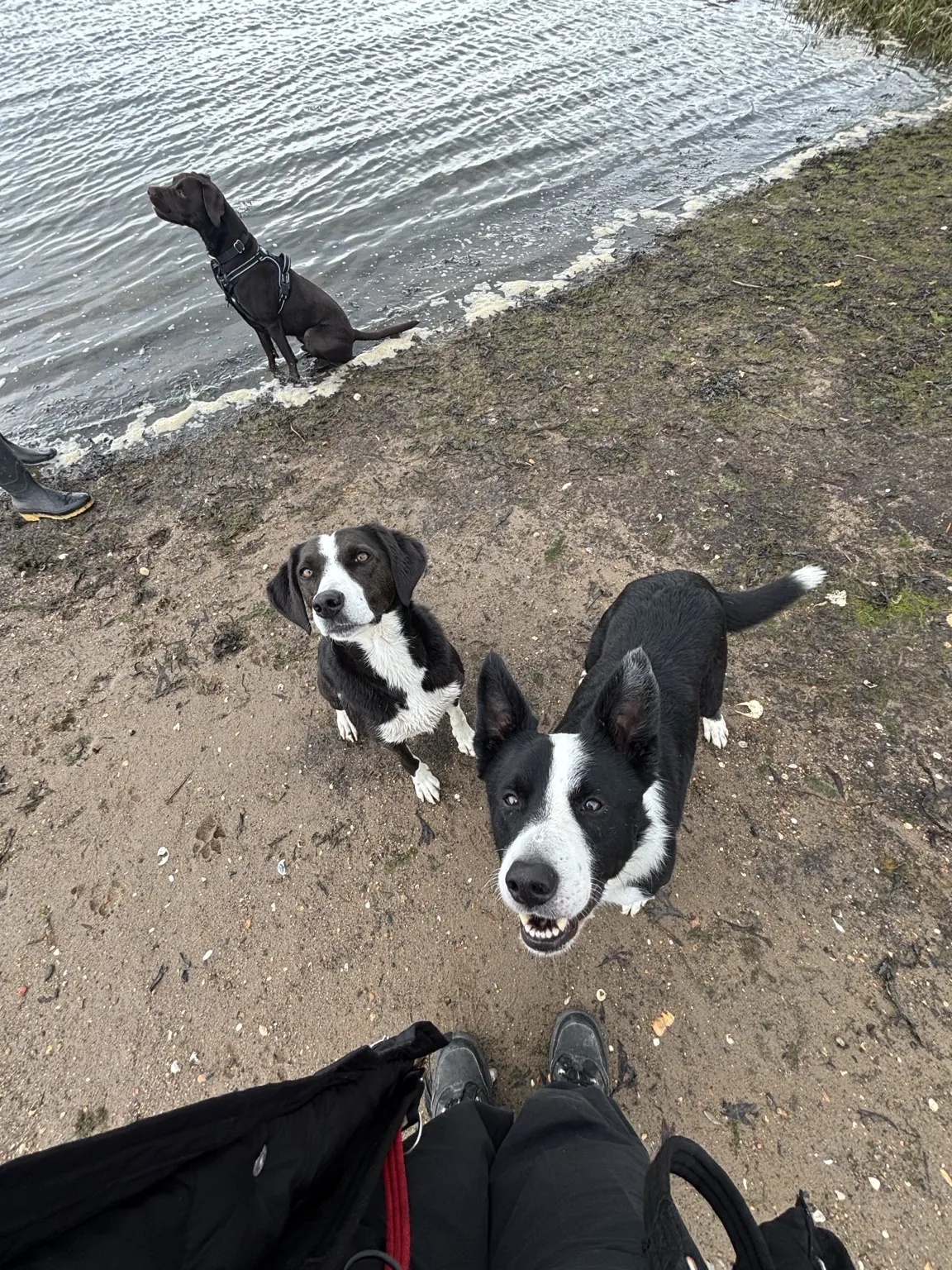 Happy hound cared for by Ella’s Hound Club