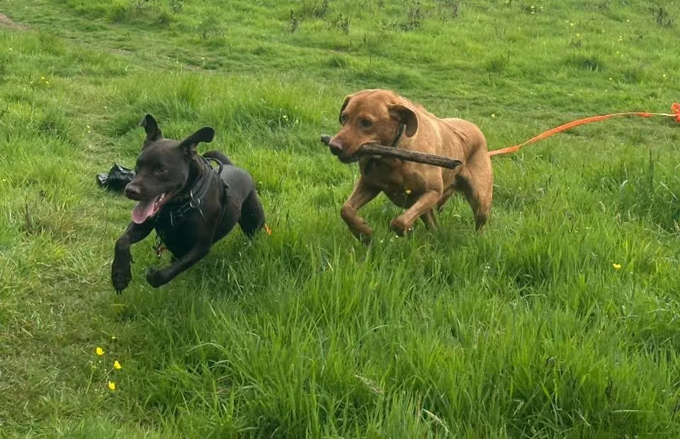 Happy hound cared for by Ella’s Hound Club