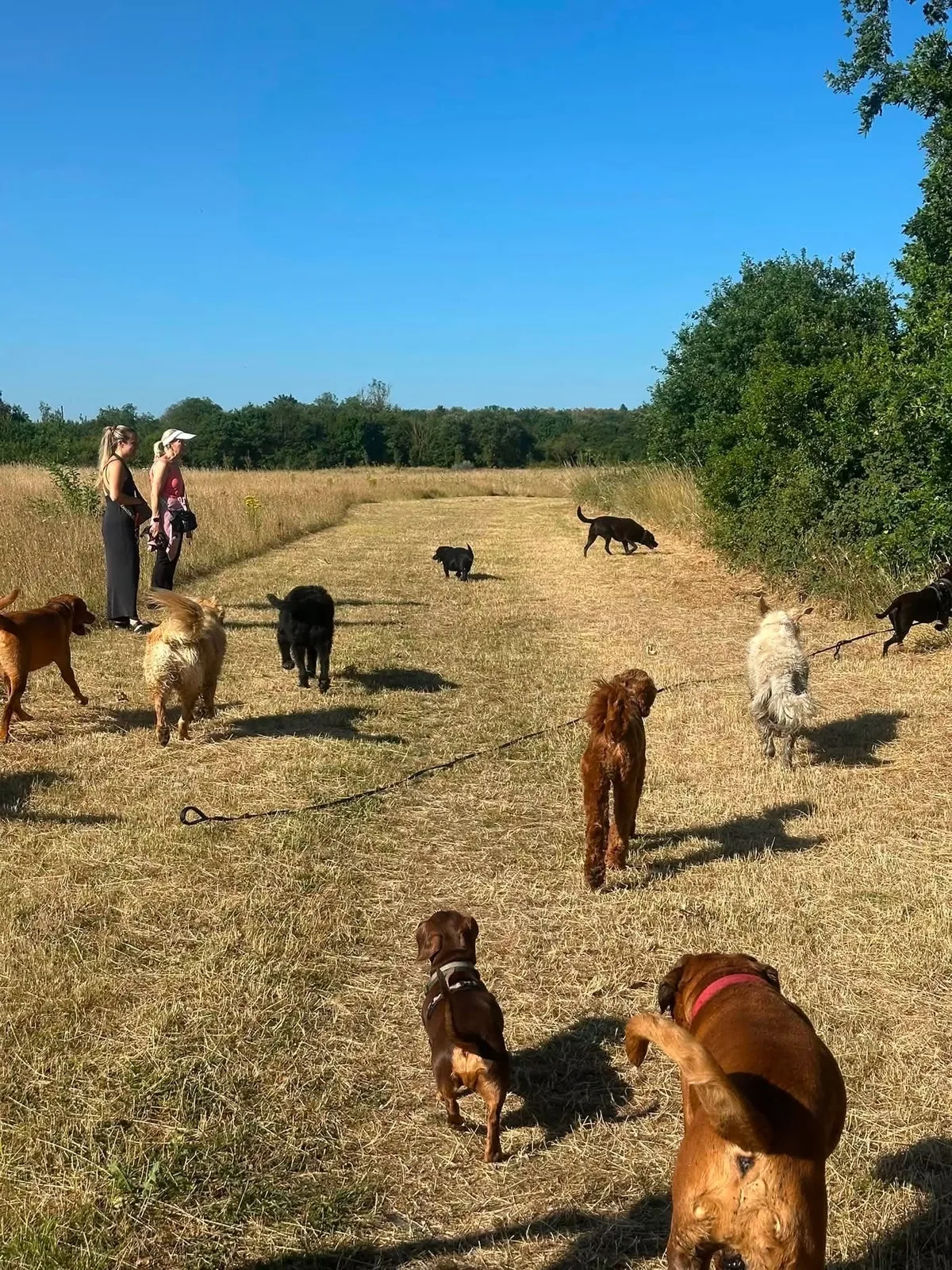 Happy hound cared for by Ella’s Hound Club