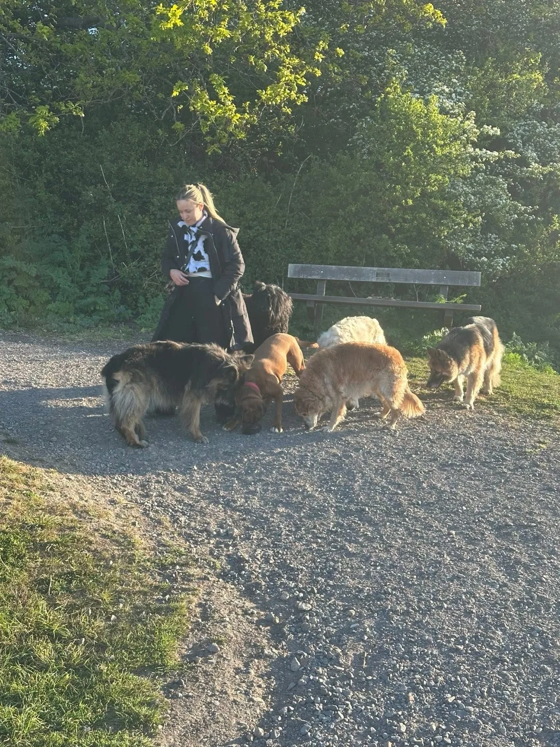 Happy hound cared for by Ella’s Hound Club